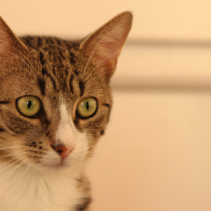 อาหารสัตว์เลี้ยง